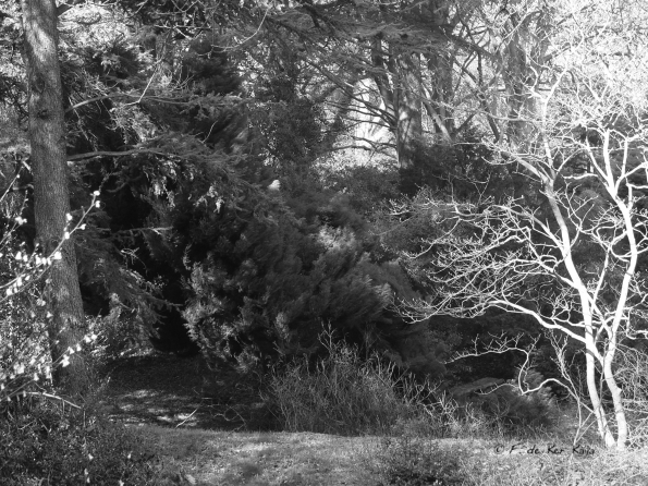 Bois des Moutiers (40) mars 2012